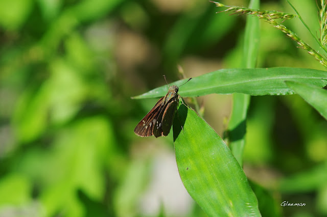 雞南山的禾弄蝶