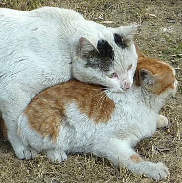 cats biting mating neutering mounting affectionate dominance neutered aggression