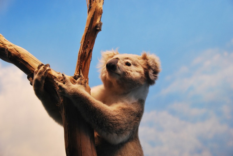 Seemorerocks Koala Population In Australia Plummets