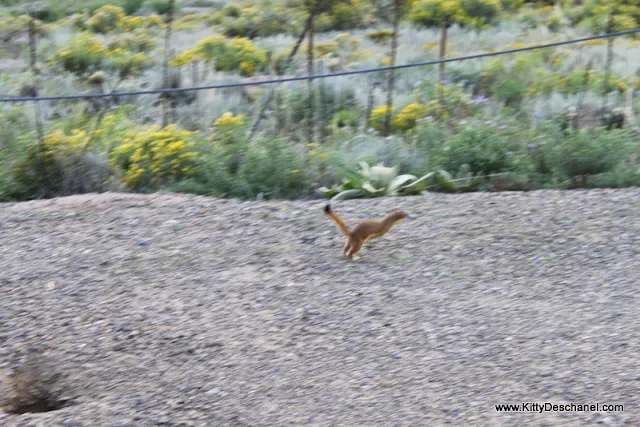 long-tailed weasel running