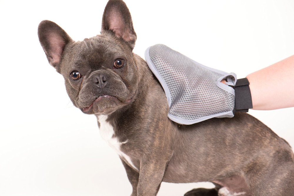 My Review Grooming Glove Mitt Views and More