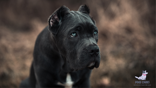 Bandog