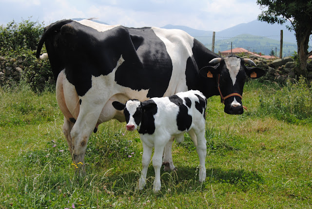 vaca lechera con ternero a su lado