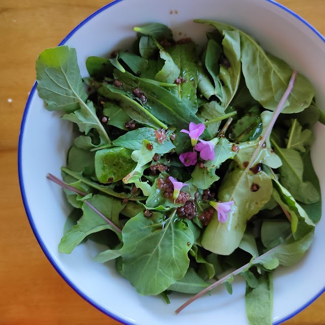 Weeds & Greens Salad with Finger Lime dressing