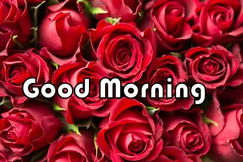 Red Rose Good Morning Image