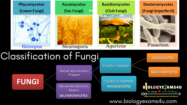 Classification of Fungi