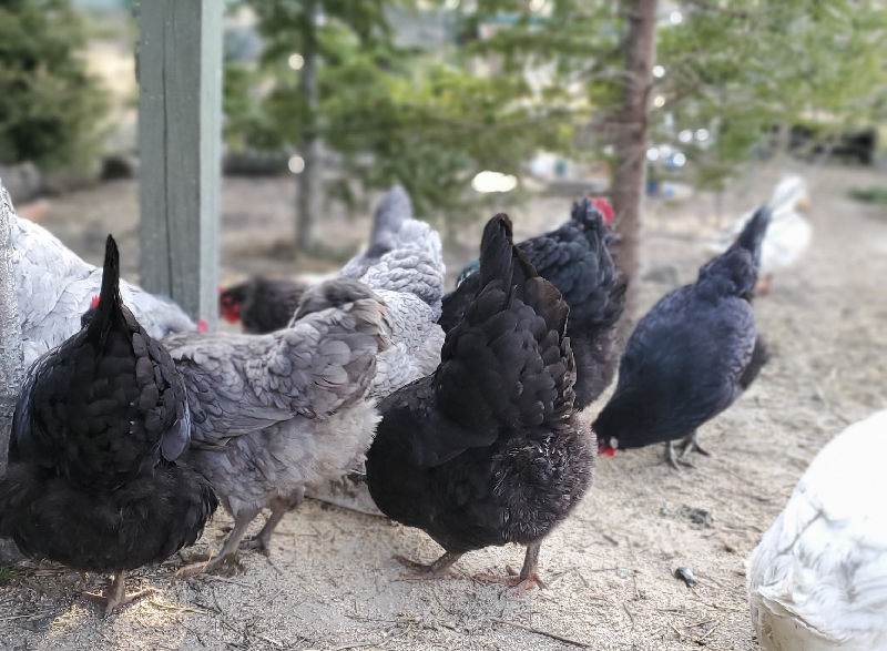 цыплята бройлеры хорошее дело. наше дело куры. курица тушка. подстилка для кур в курятнике. кур дел.