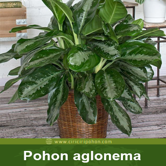 Bisnis Tanaman Aglonema Ciriciripohon Com Bisnis Tanaman Aglonema Ciriciripohon Com