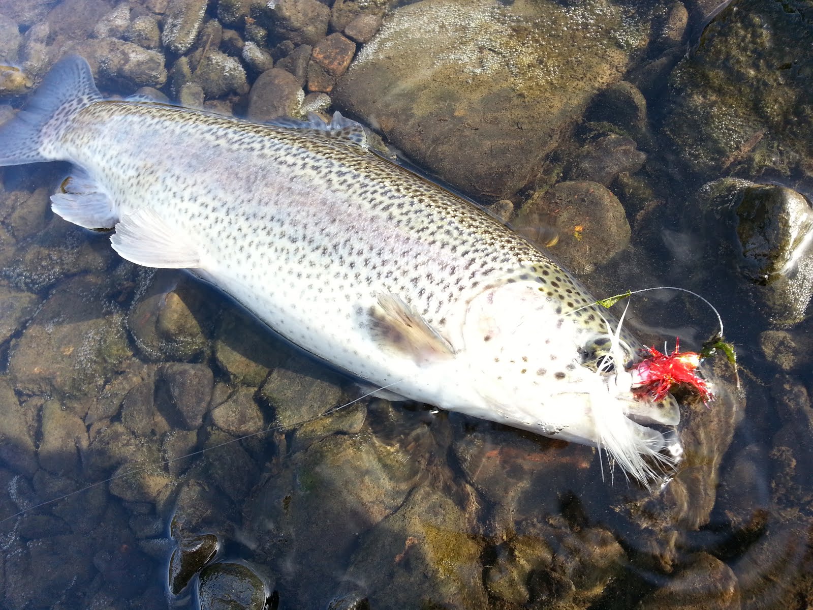 THE FLYJournal fly fishing experience LOWER ILLINOIS RIVER (Gore