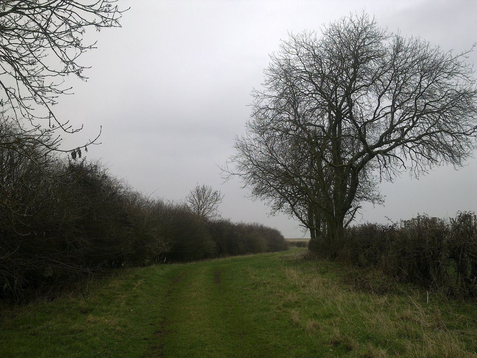 The Wicken Fen Rangers' Blog A nice walk to Kingfisher Bridge