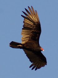 vultures texas eagles houston watching birds birding wildlife se wings around area