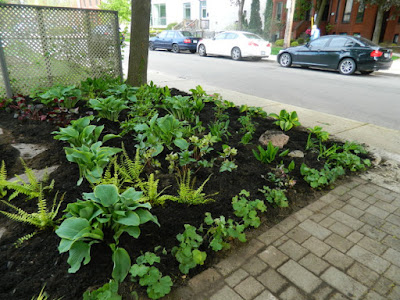 New Summerhill Toronto Front Shade Garden Renovation After by Paul Jung--a Toronto Organic Gardener New Summerhill Toronto Front Shade Garden Renovation After by Paul Jung--a Toronto Organic Gardener