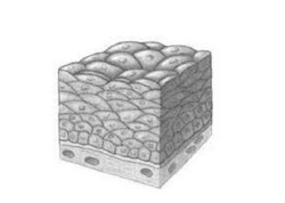 Jaringan Epitel pipih berlapis banyak