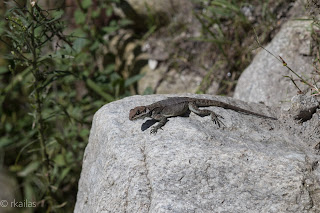 Kashmir Rock Agama