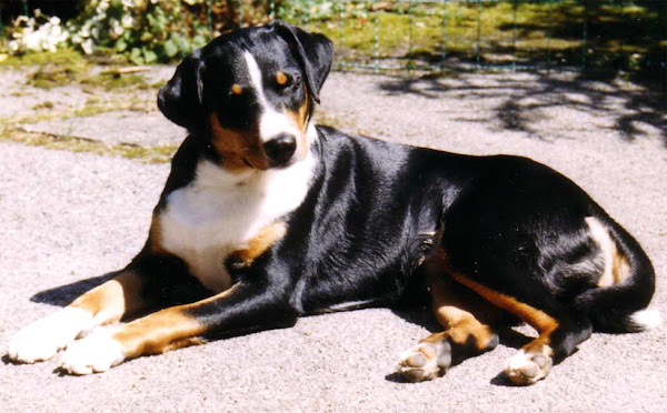 appenzeller sennenhund, appenzeller sennenhund dog, appenzeller sennenhund dogs, about appenzeller sennenhund dog, appenzeller sennenhund dog appearance, appenzeller sennenhund dog breed facts, appenzeller sennenhund dog behavior, appenzeller sennenhund dog color, appenzeller sennenhund dog coat color, appenzeller sennenhund dog characteristics, appenzeller sennenhund dog temperament, appenzeller sennenhund dog lifespan, appenzeller sennenhund dog size, appenzeller sennenhund dog feeding, appenzeller sennenhund dog health, appenzeller sennenhund dog as pets