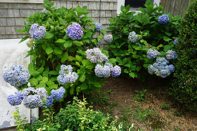 Bleu Hydrangea Transformation Of A Garden And A Self