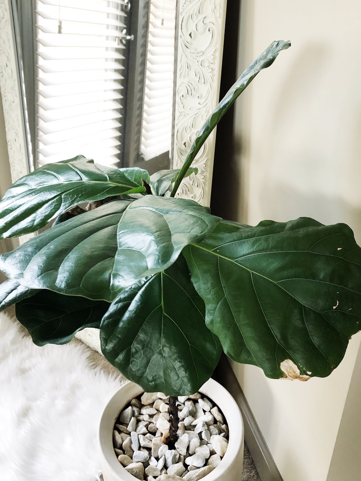 Caring for a FiddleLeaf Fig A General Guide Hannah Ra