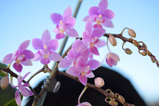 , Abbiamo iniziato tutti cos&igrave;!, diarid'orchidee