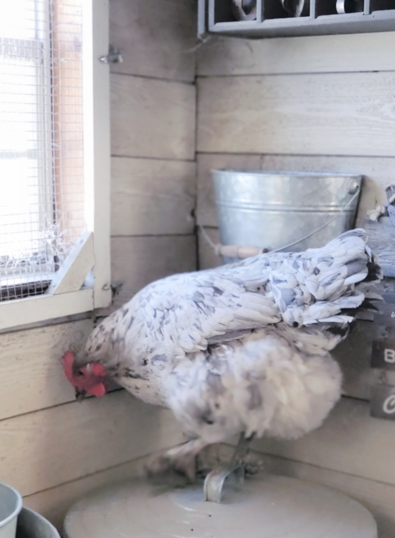 Three Secrets to a Clean Chicken Coop Fresh Eggs Daily® with Lisa Steele