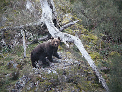 Oso pardo (Ursus arctos)