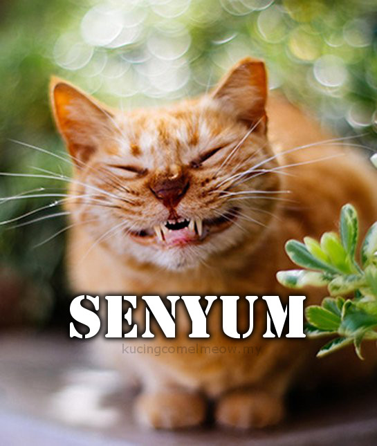 Senyum Seindah Suria Membawa Cahaya Kucing Comel Meow Indah Gambar