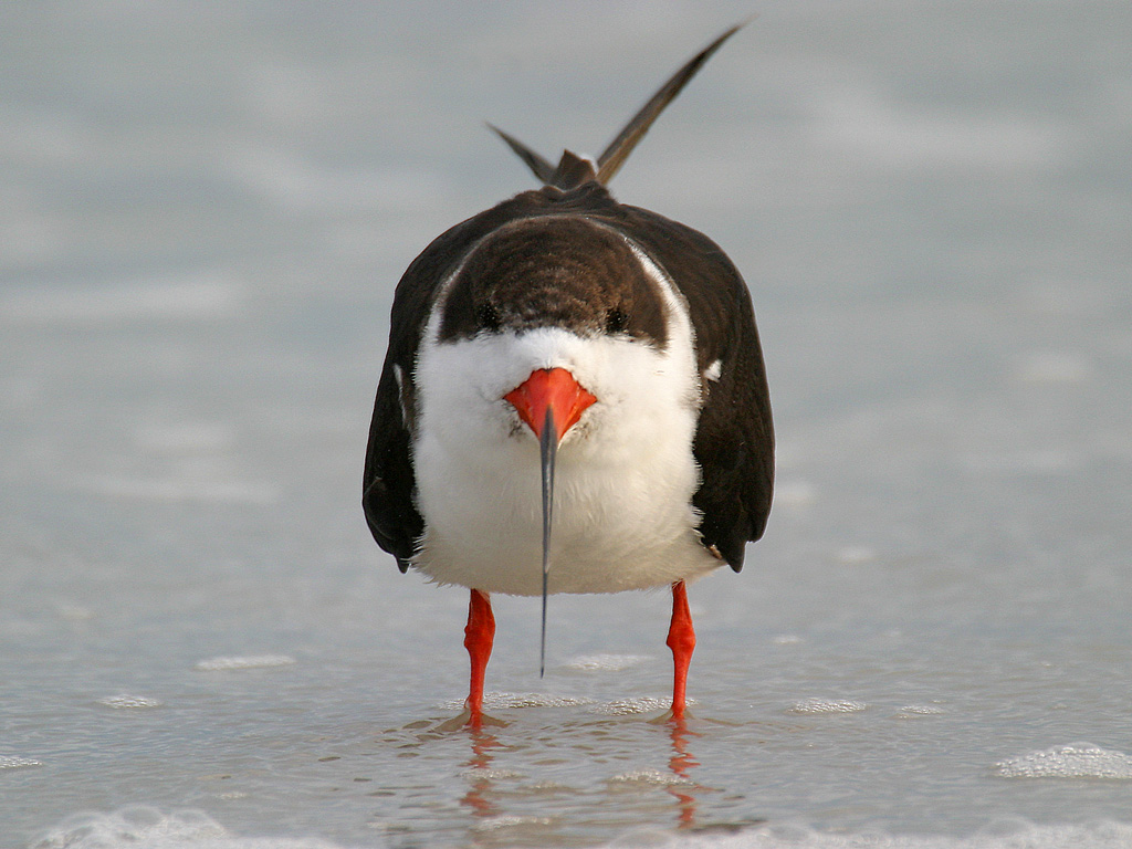 STOKES BIRDING BLOG Black Skimmers on NH Coast!