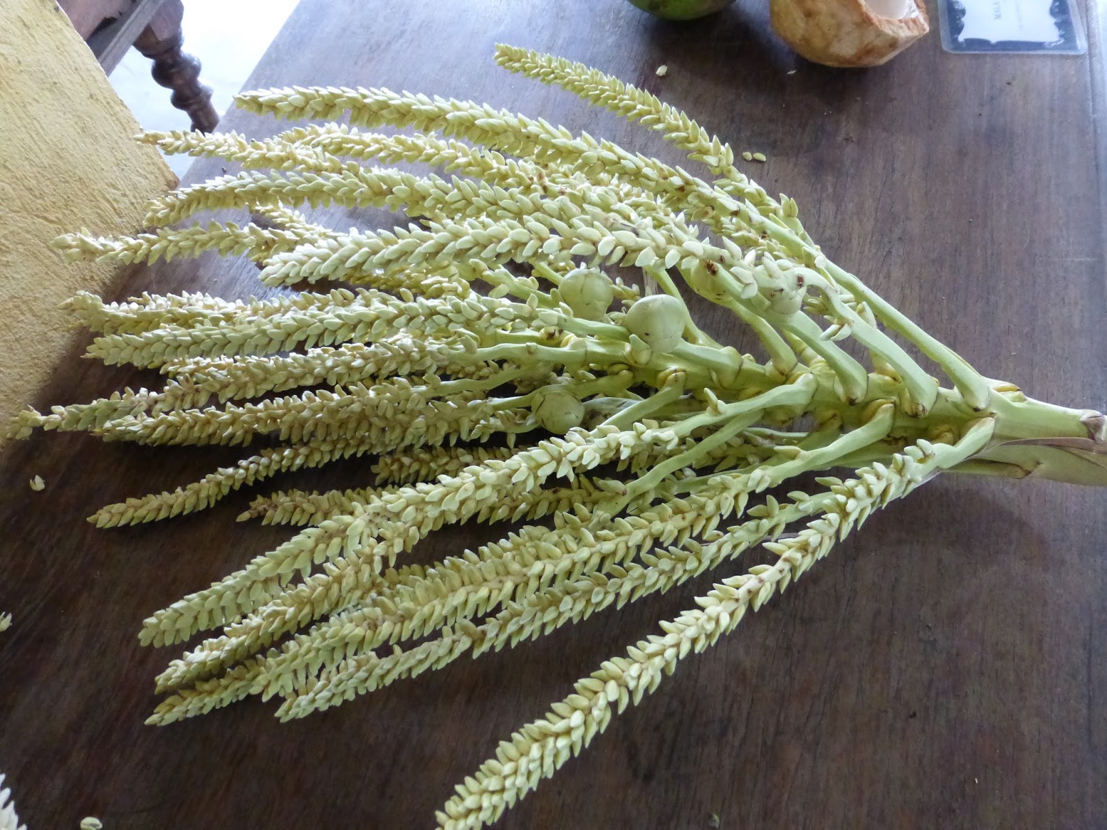 COCONUT 101 TREE OF LIFE