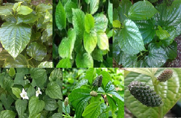 Herba & Tumbuhan: KHASIAT Daun Kaduk