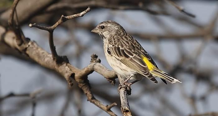 Mengenal Ciri Ciri Blackthroat Jantan Blog Pecinta Suara Burung