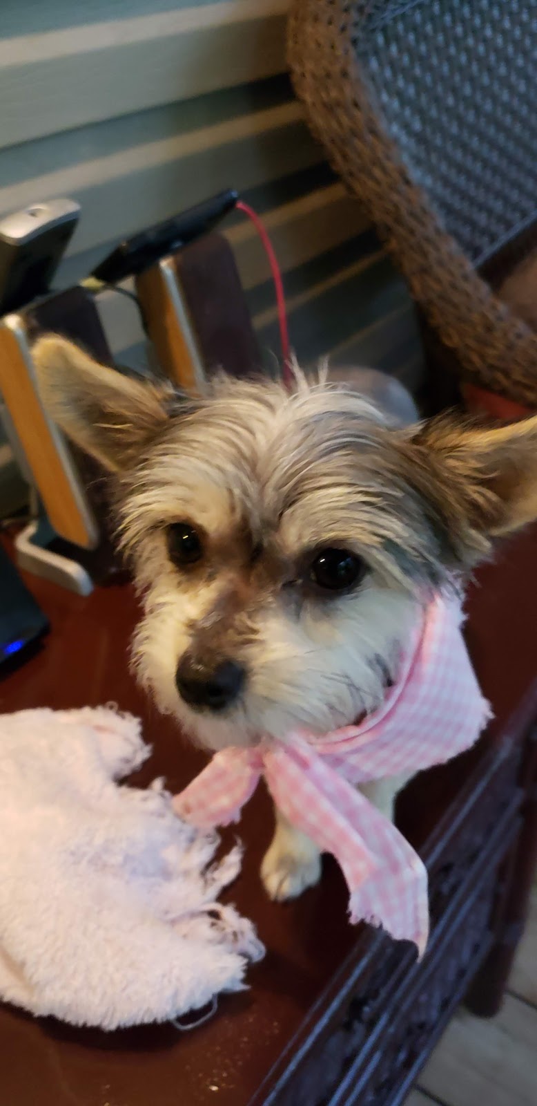 Chrisalina's Blog Scent marking in female dogs, and Meet the Dogs.