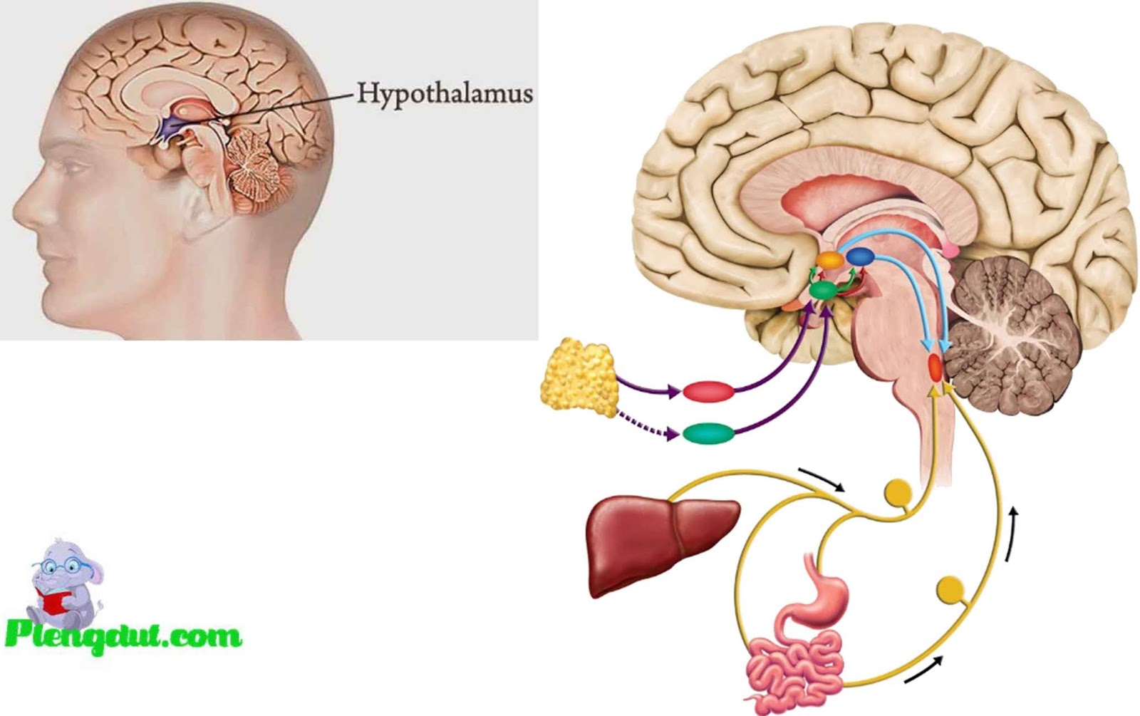 Гипофиз в голове. Гипоталамус 3д. Гипоталамус фото. Гипоталамус в мозге. Гипоталамус рисунок.
