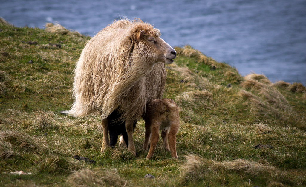 Остров суровой. Овечьи острова. Остров Гренландия животные. Остров овчинный.