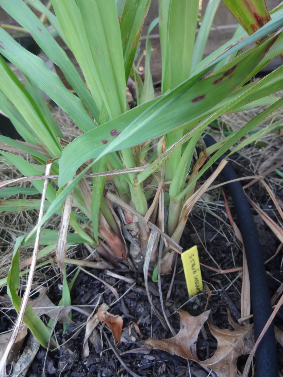 The Scientific Gardener ModerateClimate Perennials