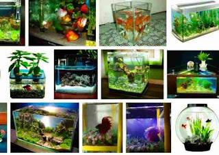 Mini aquarium fish, aquarium decorating, size and type of Aquarium
