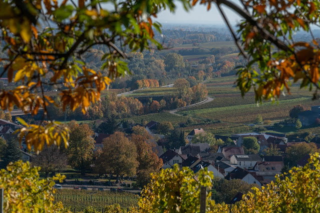 Birkweiler Rundwanderweg Hohenberg | Wandern Südliche Weinstrasse | Landau-Land 07