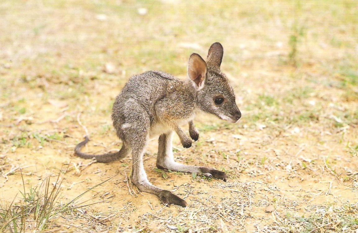 eastern-grey-kangaroo-joey-australian-ca