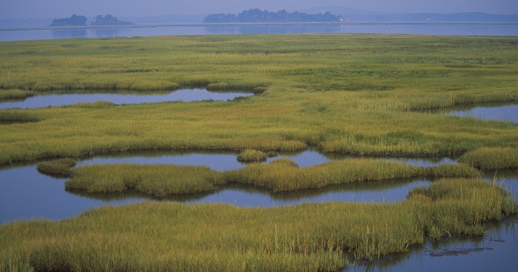 Bruce R. Cordell Drain The Swamp