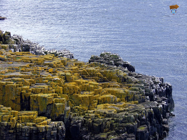 Colonia de aves - Isla de May