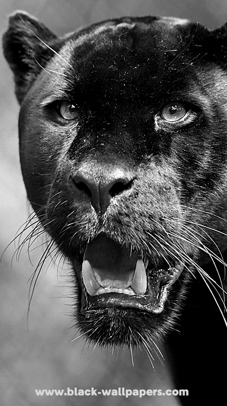 Featured image of post Animal Wallpaper Hd 1080P Black Panther