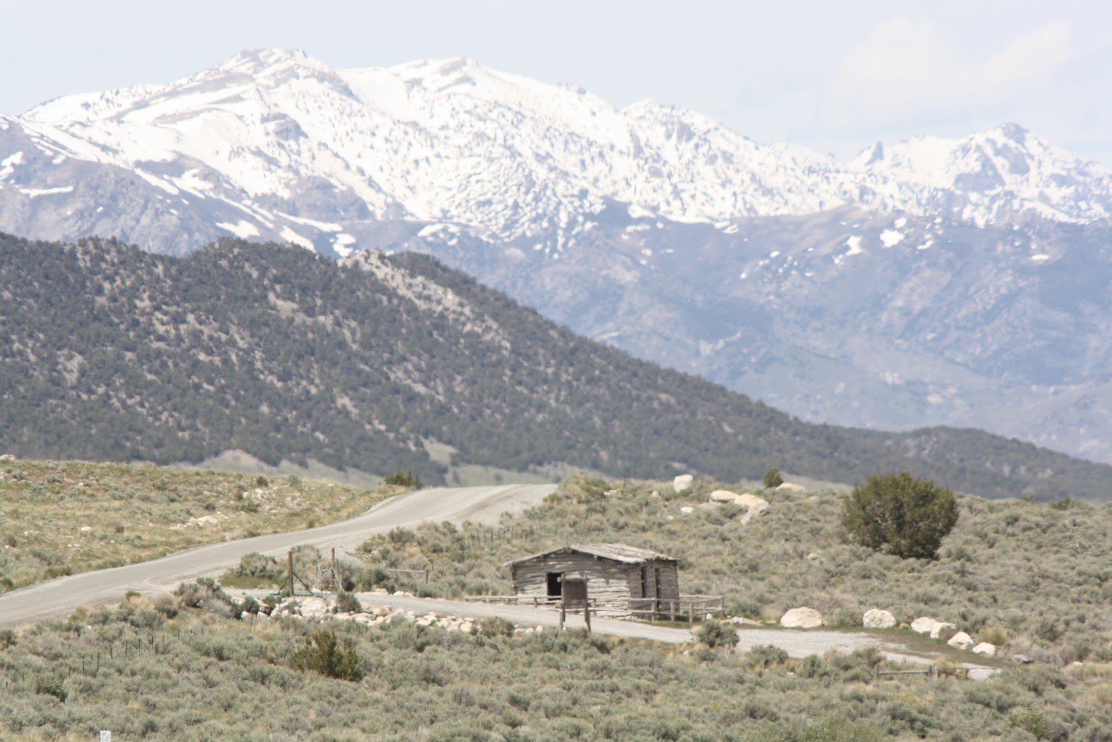 Dispatches From The Wild World Birding Northern Nevada