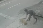 Pria Terekam CCTV Memukuli Anjing Hingga Terkapar