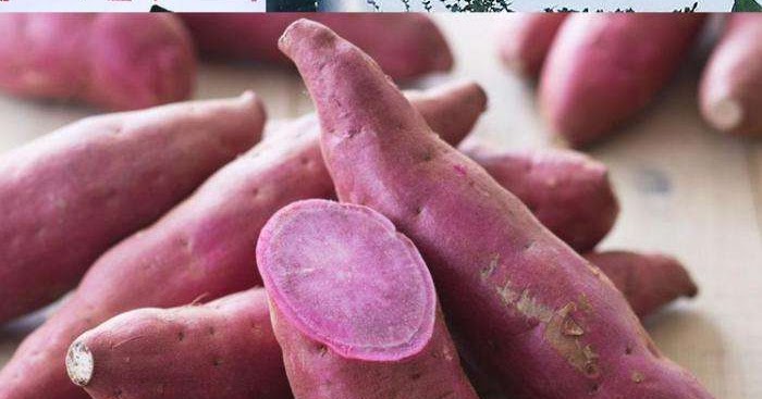 Betakaroten Ubi Ungu Penting Bagi Tubuh Anik Twin