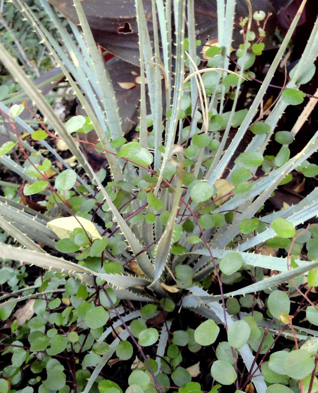 Small Leaf - Creeping Wire Vine - Muehlenbeckia axillaris