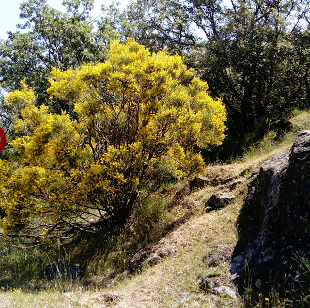 Retama amarilla (Retama sphaerocarpa (L.) Boiss.).