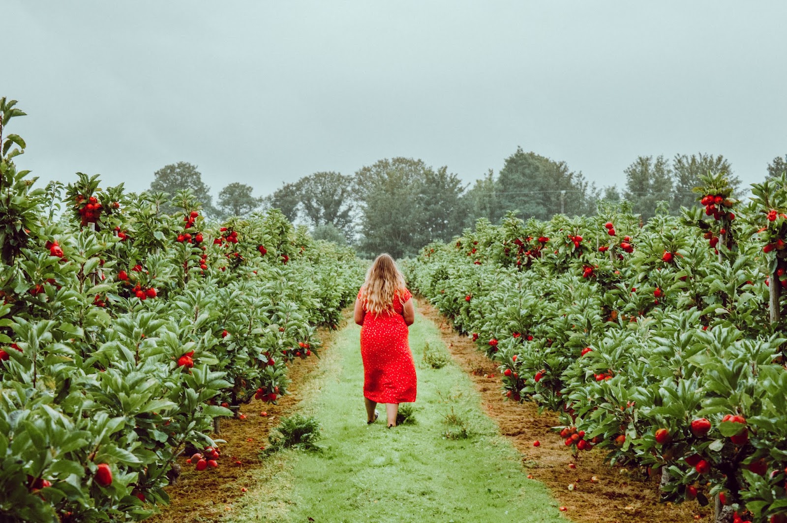 Fruit Picking in Ireland The Apple Farm, Co. Tipperary ♥ Dolly Dowsie