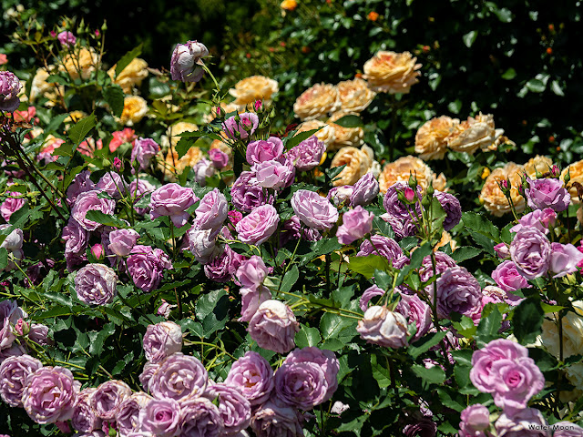 Rose garden: Ofuna Botanical Garden (Kamakura)