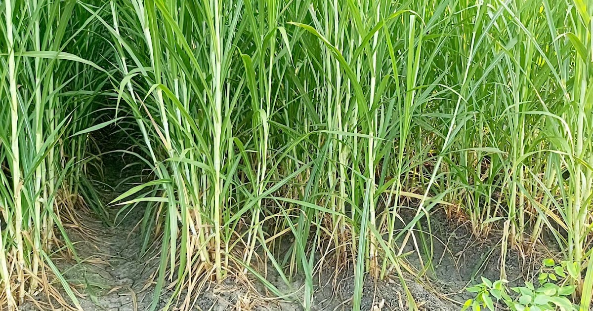 Super Napier grass 90 days after planting