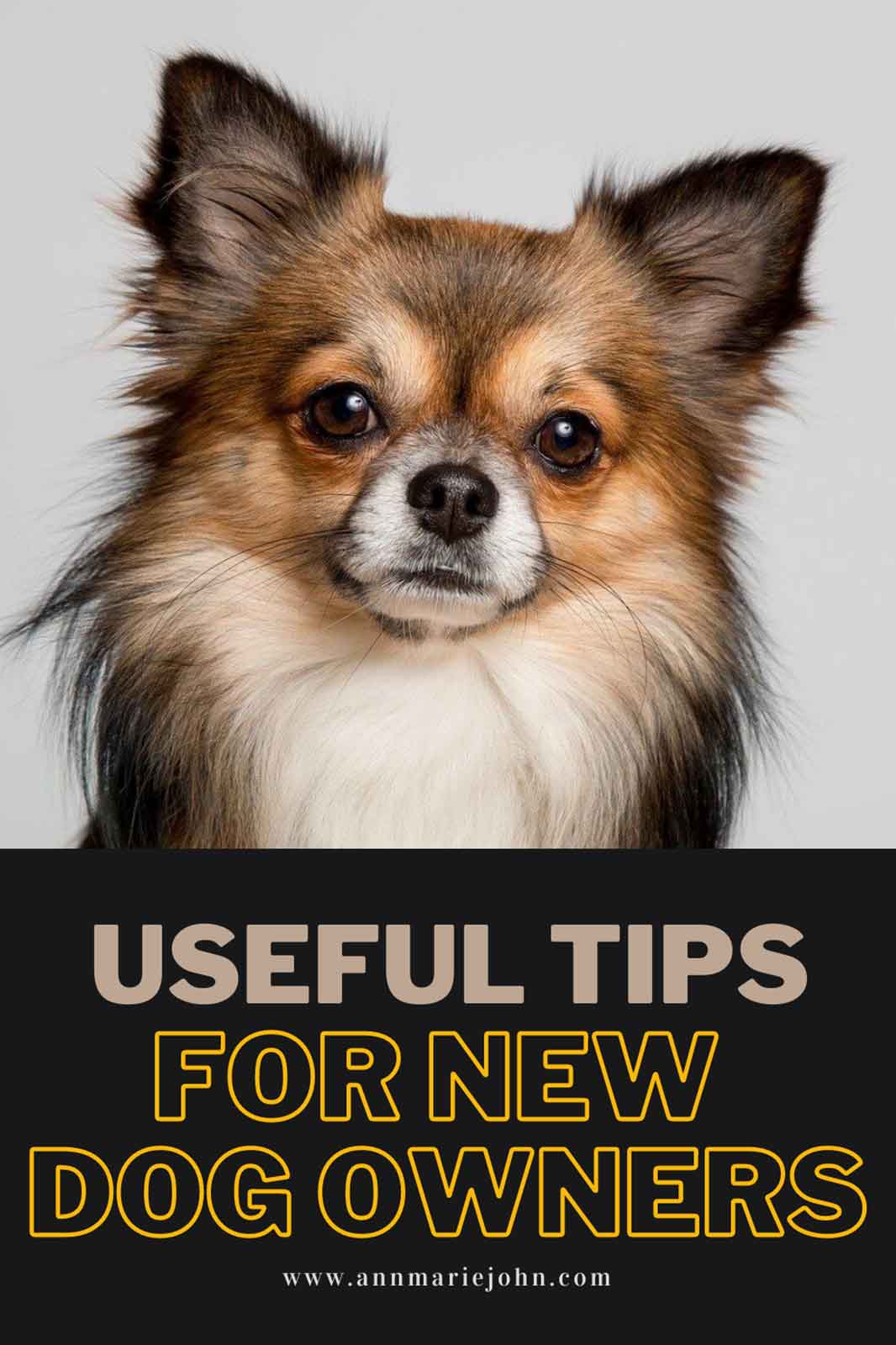 Useful Tips For New Dog Owners