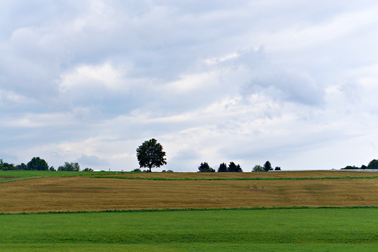 Referenzsolitärbaum am langen und kurzen Ende