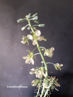 arbustosensevilla-encinarosa